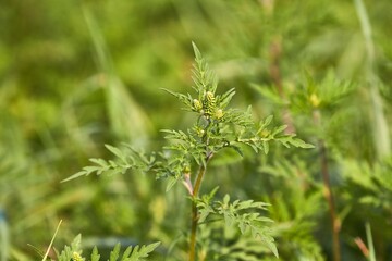 Ragweed closeup, common allergy plant
