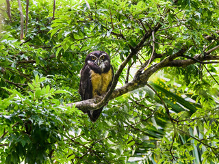 Spectacled Owl sitting on  tree branch 
