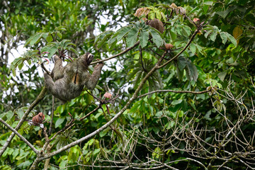 Sloth hanging on tree branch 