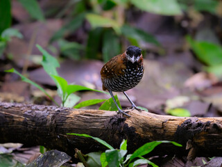 Black-crowned Antpitta standing on a log in rain forest