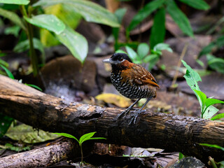 Black-crowned Antpitta standing on a log in rain forest