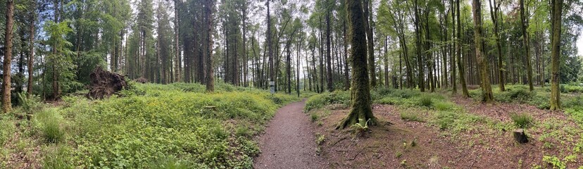 Bright green ancient forest in Ireland during the summer