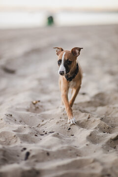 Jasny szczeniak whippet poznaje plaże