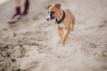 Ciekawy szczeniak whippet na piasku
