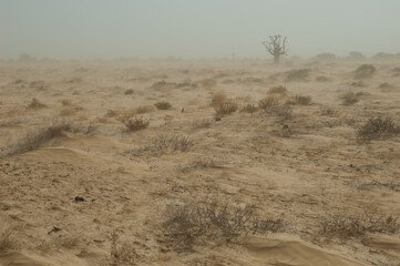 Dust storm in a desert landscape. Oiseaux du Djoudj National Park. Saint-Louis. Senegal.