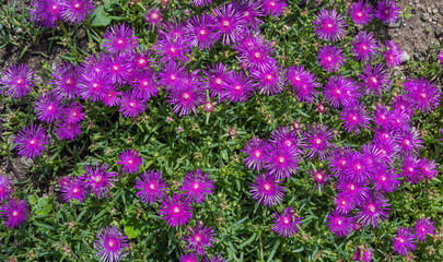 Blossoms of Iceplant pink flowers (Latin name - Delosperma cooperi)
