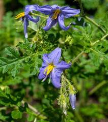 Solanum citrullifolium is a species of nightshade commonly known as the watermelon nightshade