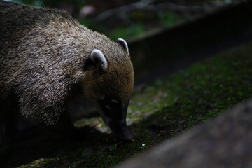 The photo shows cute coati, which are located on the border between Brazil and Argentina.