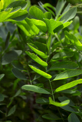 Obraz premium Green leaf plant close-up. Natural background. Green background. Acacia. International day of forests