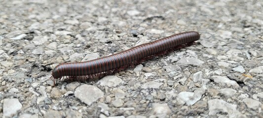 Millipede