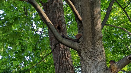 Fototapeta na wymiar Squirrel laying in a tree