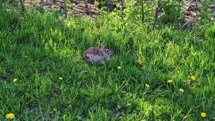 Bunny rabbit in the tall grass