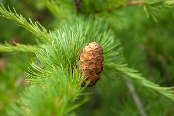 Larch tree in the woods. Summer natural background