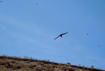birds in flight