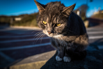 mein Strandkater am Abend