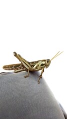 close up of a grasshopper