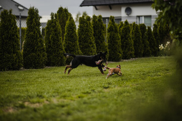 Szczeniak whippet bawi się z dorosłym czarnym psem na zielonym podwórku © ZiraPhoto