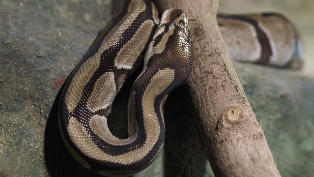 Royal Python, python regius. Snake wrapped around a branch