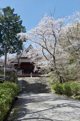 春の三井寺　金堂　滋賀県大津市