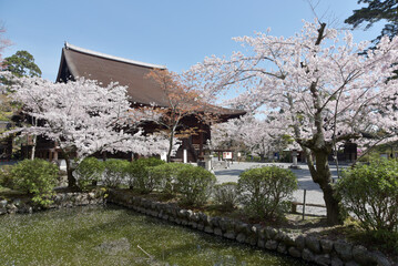 春の三井寺　金堂　滋賀県大津市