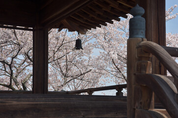 春の三井寺　観月舞台の桜　滋賀県大津市