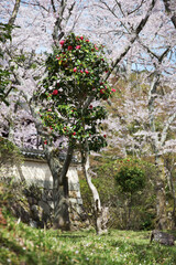 春の三井寺　境内の桜と椿　滋賀県大津市