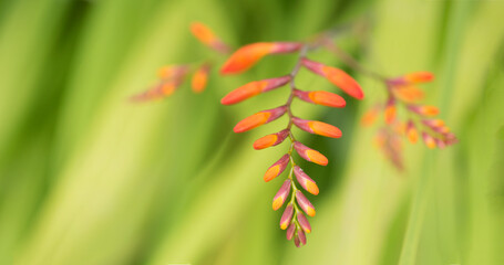 Close up of crocosmia. Montbretia. 