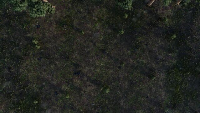 Aerial view of the edge of pine forest and deforestated area. Environmental problems concept visualization. Nature background wallpapers. Horizontal banner design tamplate. Place for text, copy space.