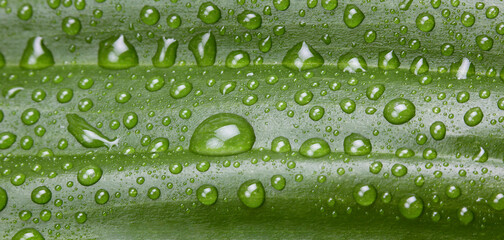 Green leaf with water drop. Nature horizontal background.