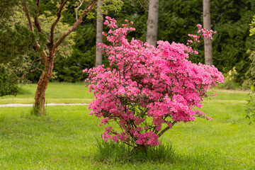  Kurume azalea in full bloom.