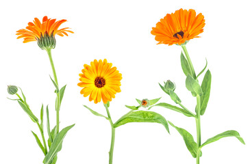 Calendula Officinalis. Collection of marigold flowers with buds isolated on a white background.