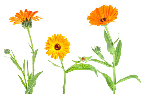 Calendula Officinalis. Collection of marigold flowers with buds isolated on a white background.