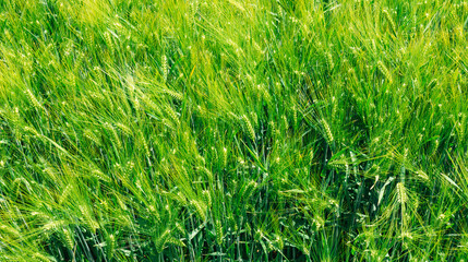 Ears of wheat in the field. Agriculture banner.
