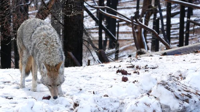 Wild furry wolf, gray coyote or grey coywolf, winter snowy forest, Yosemite national park wildlife, California fauna, USA. Undomesticated predator walking and sniffing, hybrid dog like animal standing