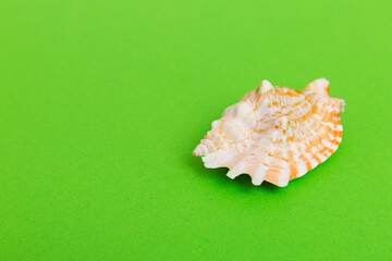 Beach seashells on colored background. Mock up with copy space