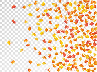 Maple leaves vector illustration, autumn foliage on transparent background.