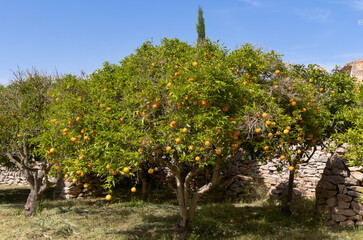 Fototapeta na wymiar mandarin tree - Porreres - Mallorca