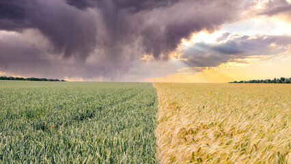 Scenic view of a wheat field against the sky, Russia