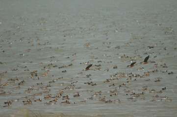 Flock of white-faced whistling ducks, fulvous whistling ducks, northern pintails and garganey....
