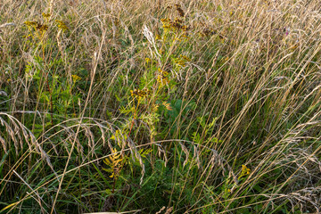 Background from autumn meadow golden colors, selective focus. Dry grass field for design or project. Meadow texture for publication, design, poster, calendar, post, screensaver, wallpaper, postcard
