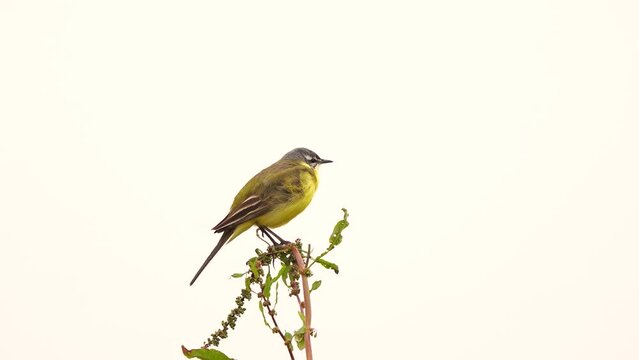 A Yellow Wagtail (Motacilla flava) sitting on the top of a plant a Sorrel (Rumex)