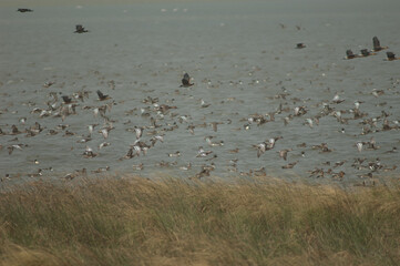 Flock of garganey, northern pintails, fulvous whistling ducks and white-faced whistling ducks. Oiseaux du Djoudj National Park. Saint-Louis. Senegal.