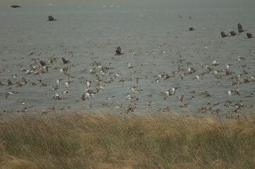 Flock of garganey, northern pintails, fulvous whistling ducks and white-faced whistling ducks....