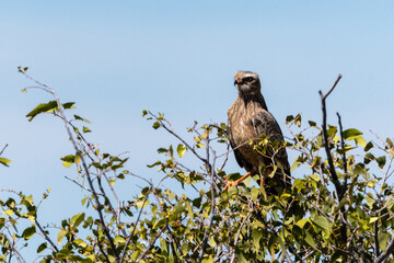 Grey-rumped Singing Goshawk raptor perched on tree in Namibia