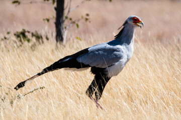 Secretary bird hunting in the savannah in Namibia Africa