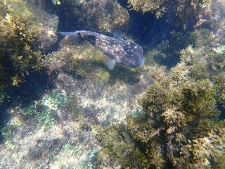 turtle swimming