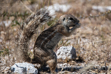 The African ground squirrels (genus Xerus) in Etosha Nationalpark in Namibia Africa