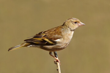 Chaffinch, closeup of Female chaffinch Fringilla coelebs on a branch in warm spring sunlight against a soft out of focus background. Taken at RSPB Middleton Lakes Tamworth Staffordshire England UK