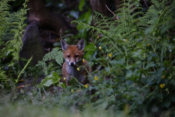 Urban fox family exploring the garden