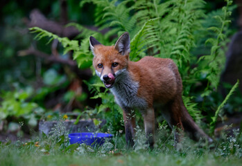 Urban fox family exploring the garden